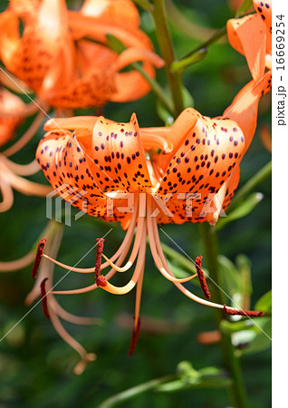 オニユリ（鬼百合） 16669254