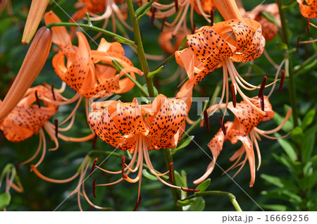 オニユリ（鬼百合） 16669256