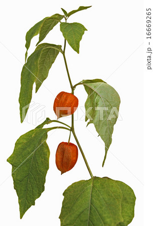 Physalis fruit 16669265