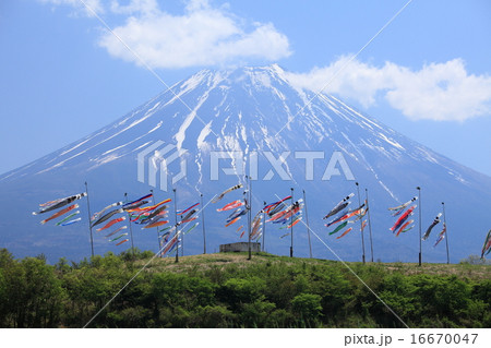 富士山と五月の鯉のぼり 16670047
