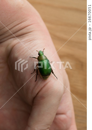 コガネムシ 16670051