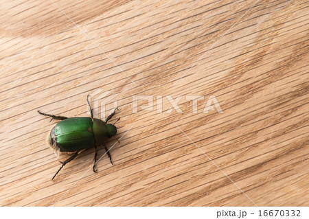 黄金虫. 黄金虫. 16670332