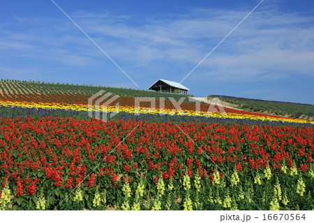 花園の丘 16670564