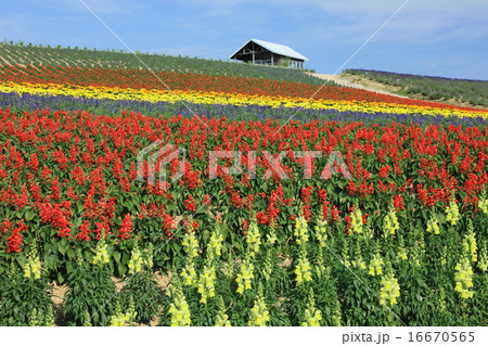 花園の丘 16670565