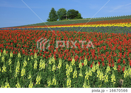 花園の丘 16670566