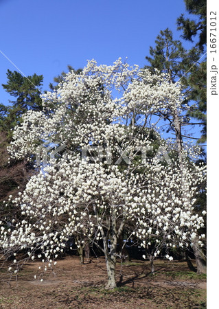 京都御苑 ハクモクレン 京都御苑 ハクモクレン 16671012