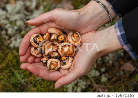 Handful of mushrooms Handful of mushrooms 16671268