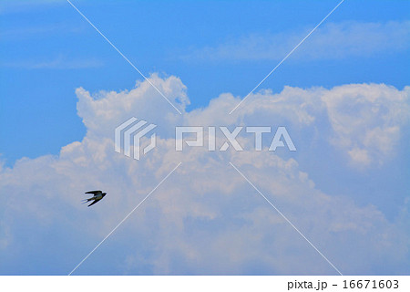 合成写真　飛翔するツバメと雲 16671603