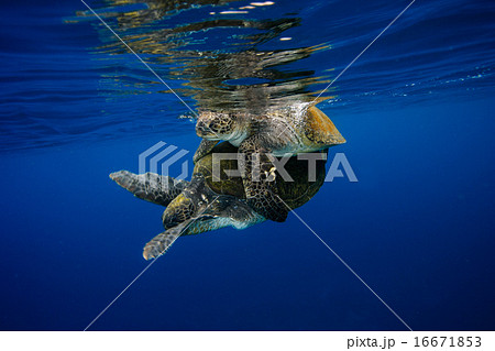 交尾するアオウミガメ 16671853