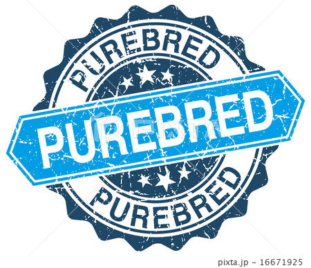 purebred blue round grunge stamp on white purebred blue round grunge stamp on white 16671925
