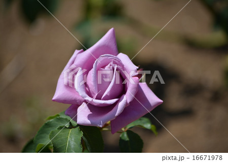 紫色のバラ 16671978