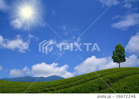 合成写真　茶畑と1本の木と太陽と青空 16672248