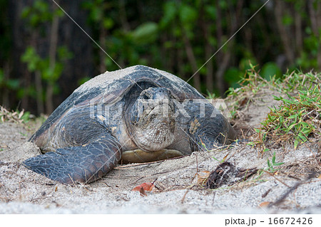アオウミガメの産卵 16672426