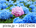 紫陽花 16672436
