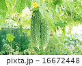 ゴーヤー 16672448