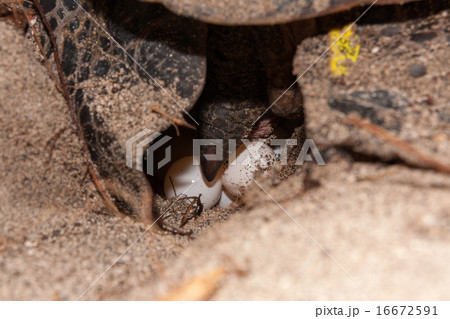 アオウミガメの産卵 16672591