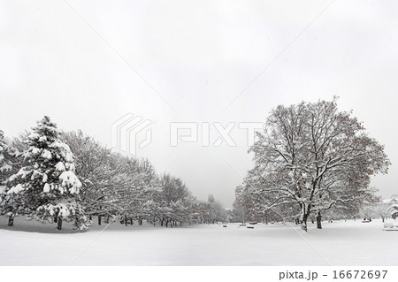 Snow in the park 16672697