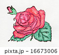薔薇 16673006