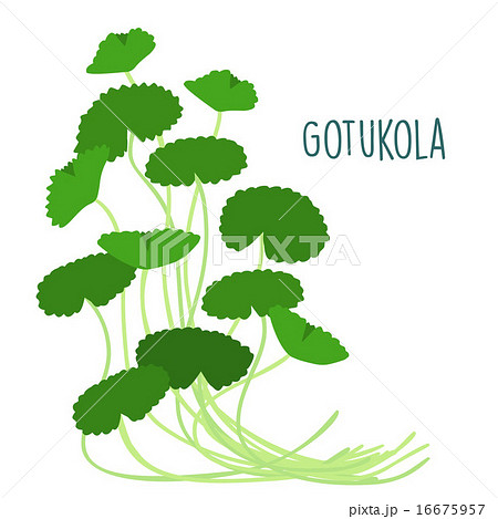 fresh gotukola leaf in withe backgruond vector fresh gotukola leaf in withe backgruond vector 16675957