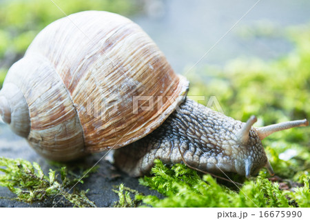 snail in the moss snail in the moss 16675990