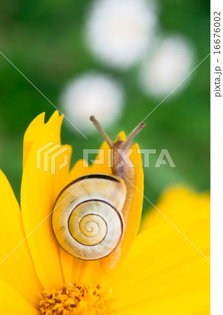 Yellow daisy with a snail Yellow daisy with a snail 16676002