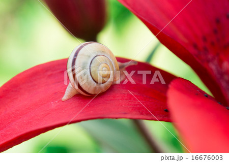 Snail and red lily flower Snail and red lily flower 16676003