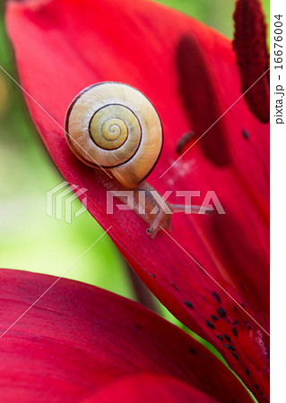 Snail and red lily flower Snail and red lily flower 16676004