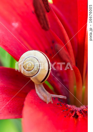 Snail and red lily flower Snail and red lily flower 16676005