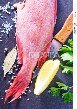 ocean perch ocean perch 16676687