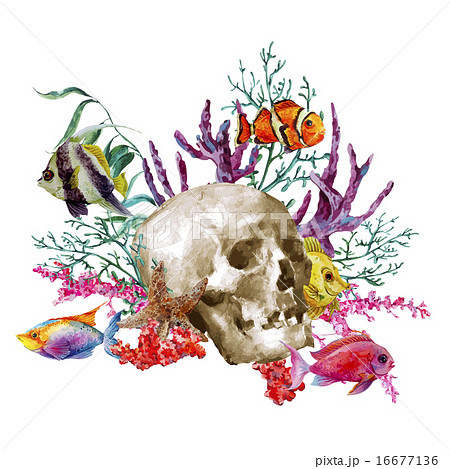 Watercolor sea life greeting card with skull and tropical fish on white background Watercolor sea life greeting card with skull and tropical fish on white background 16677136