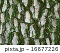 木の幹 16677226
