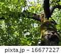 見上げた木 16677227