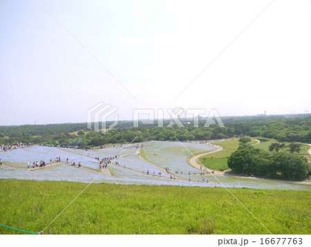 ひたち海浜公園のネモフィラ 16677763
