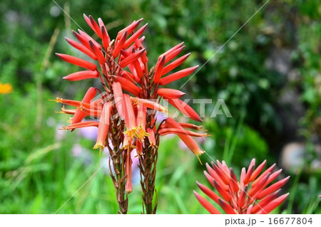 多肉植物の花 16677804