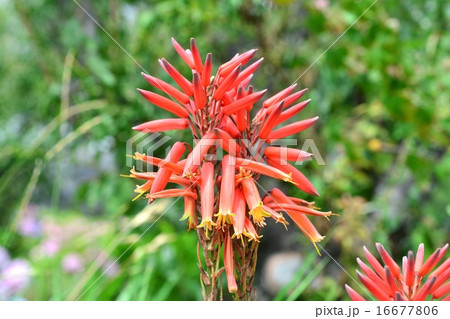 多肉植物の花 多肉植物の花 16677806