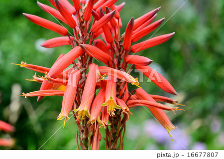 多肉植物の花 多肉植物の花 16677807