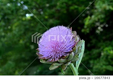 アーティチョーク 16677843