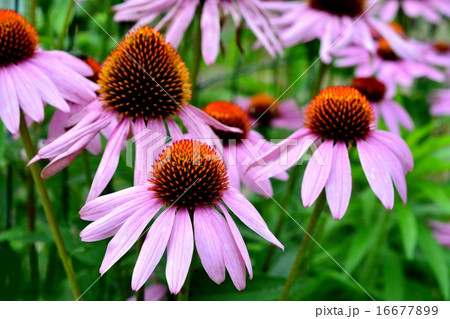 ハーブの花 16677899