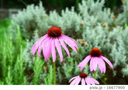 ハーブの花 ハーブの花 16677900