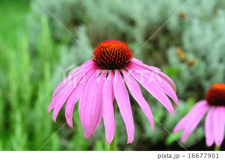 ハーブの花 16677901