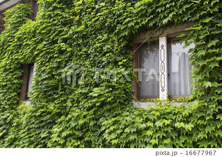 倉敷アイビースクエアのアイビー 倉敷アイビースクエアのアイビー 16677967