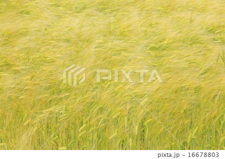 北海道 上富良野町 風に揺れる大麦畑 北海道 上富良野町 風に揺れる大麦畑 16678803
