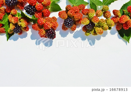 ブラックベリー ブラックベリー 16678913