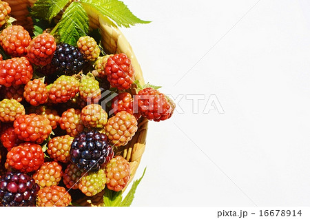 ブラックベリー ブラックベリー 16678914