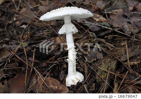 タマシロオニタケ 16679047