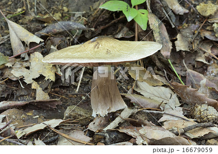 ナカグロモリノカサ 16679059