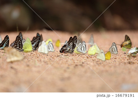 Group of  butterfly on the ground 16679191