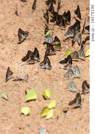 Group of  butterfly on the ground 16679196