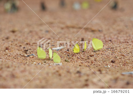 Small Grass Yellow (Eurema brigitta) butterfly 16679201
