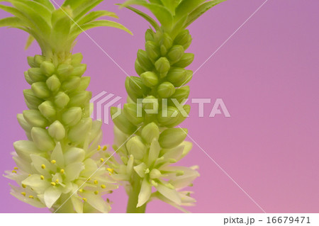 パイナップルリリー 16679471